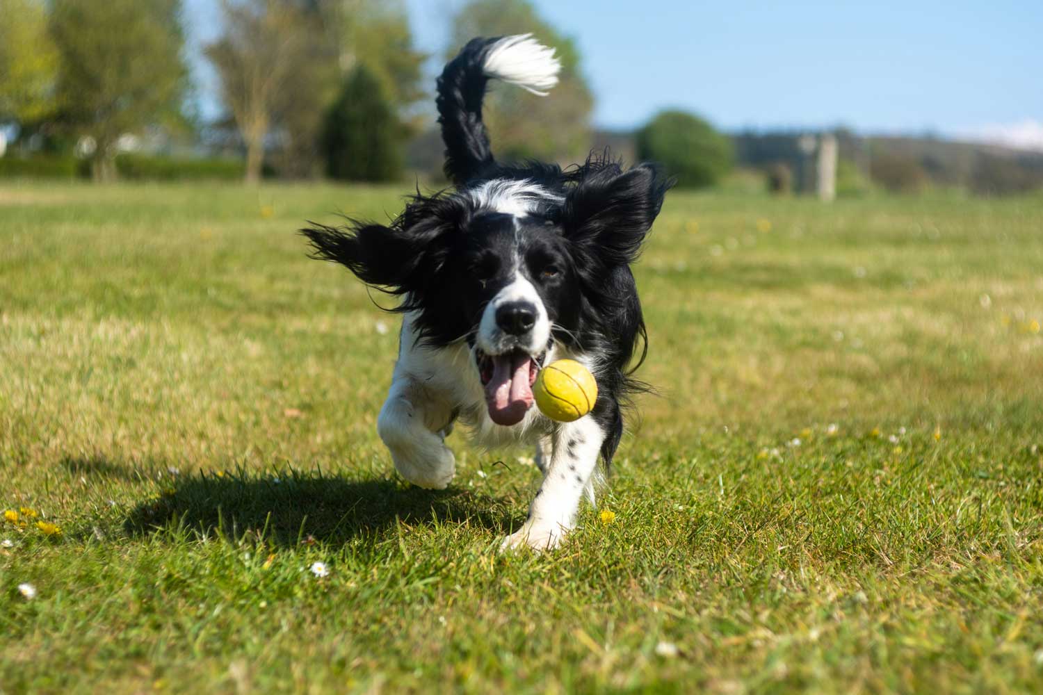 In Caregiving, What About Pets?